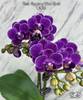 Phal. Reyoung Ultra Violet